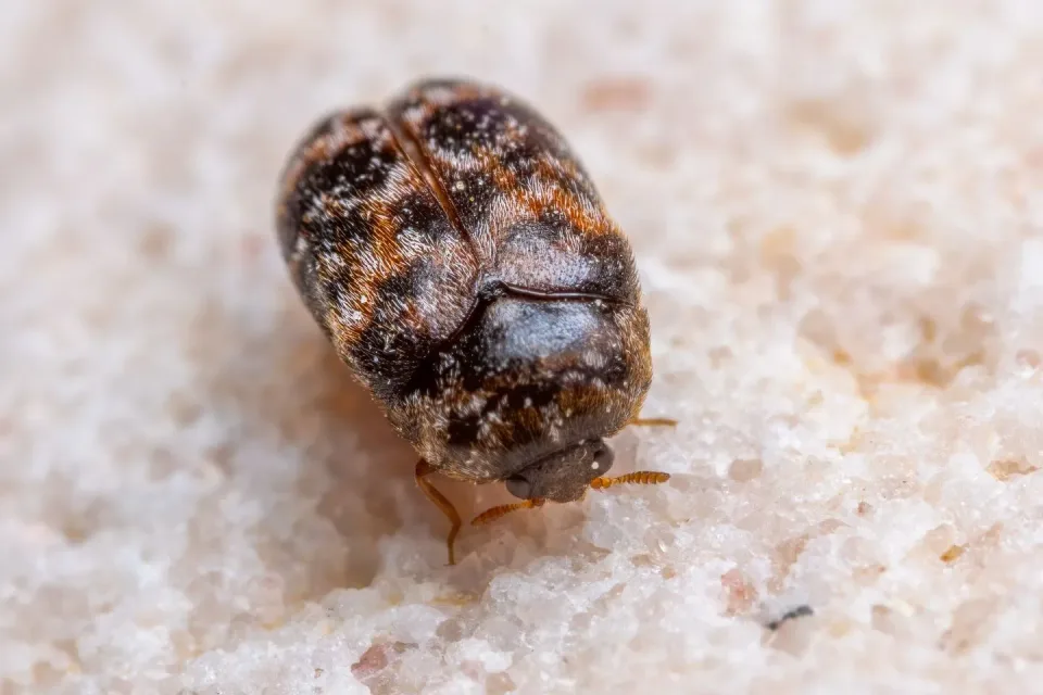 Carpet Beetle — Pest Control