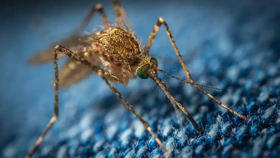 Mosquito — Pest Control
